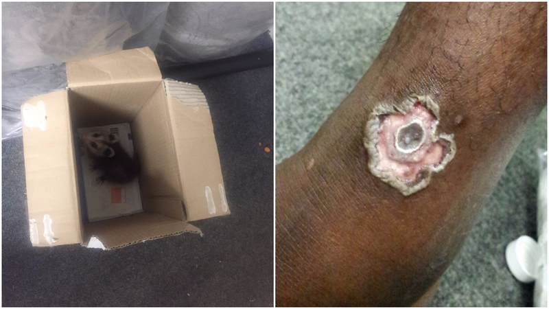 These photos, taken surreptitiously by a 22ft Academy player during the course of the 2016-17 school year, show vermin and what players believe to have been the result of a venomous spider’s bite.